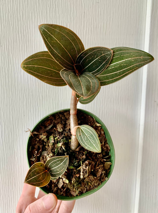 Jewel Orchid Hyrbid