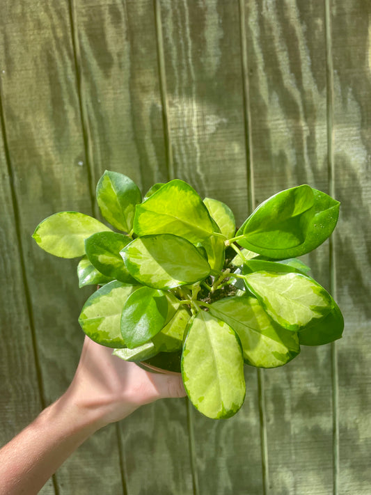 6” Hoya Australis Variegated
