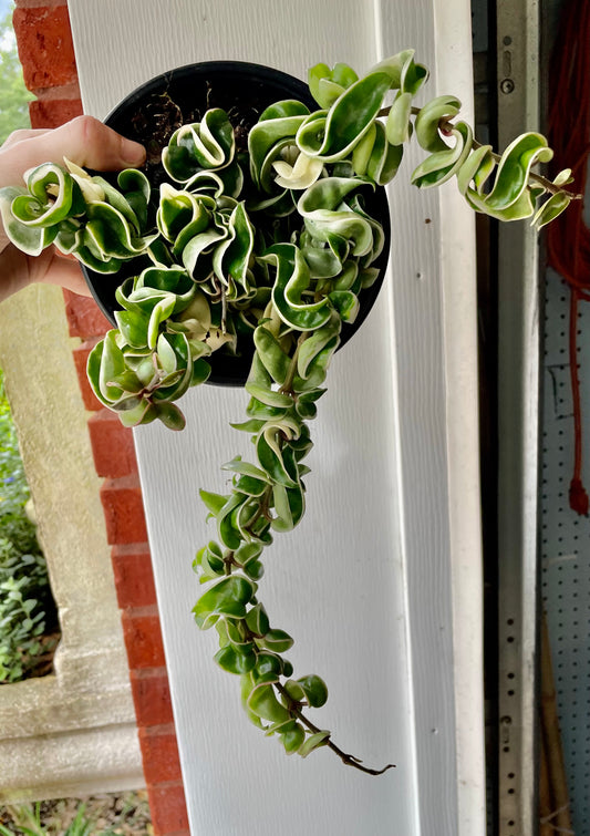 6” Variegated Hoya compacta ‘B’ - Succulent/ Houseplant