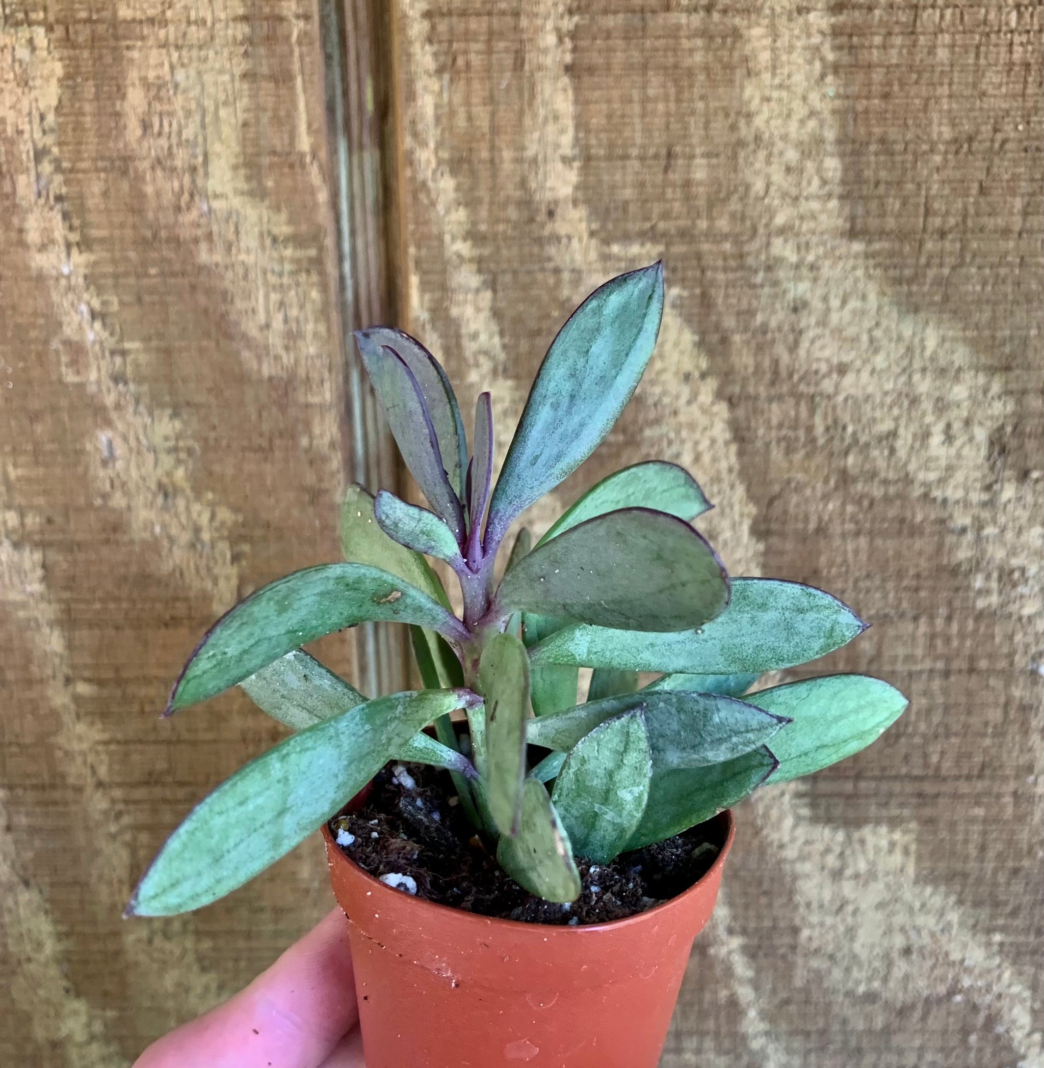 Kalanchoe Pea Pod Succulent