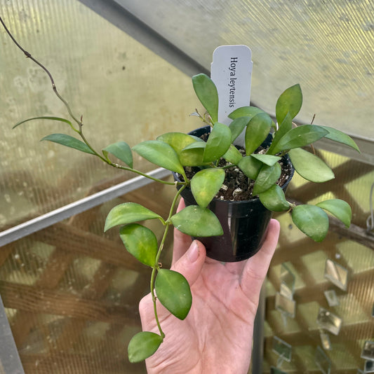 3.5” Hoya Leytensis- Houseplant