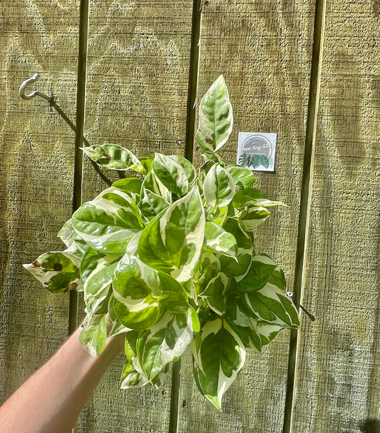 6” NJoy Pothos