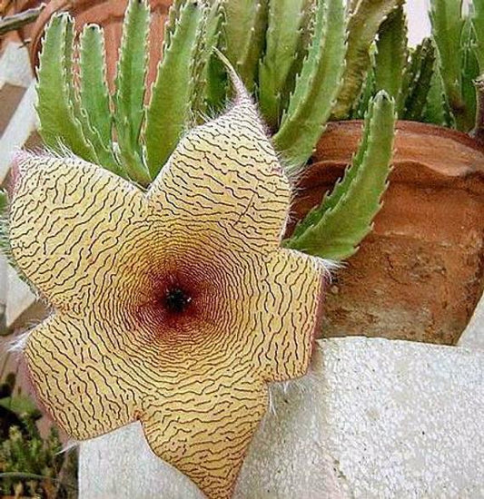starfish cactus succulent Starfish Cactus