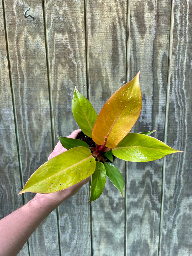 4” Philodendron Orange