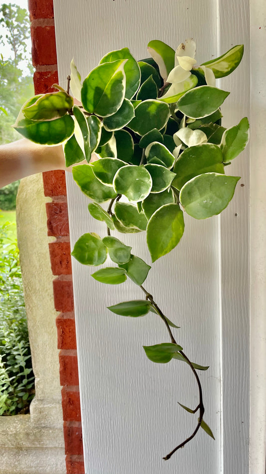 6” Hoya Queen ‘C’ - Houseplant