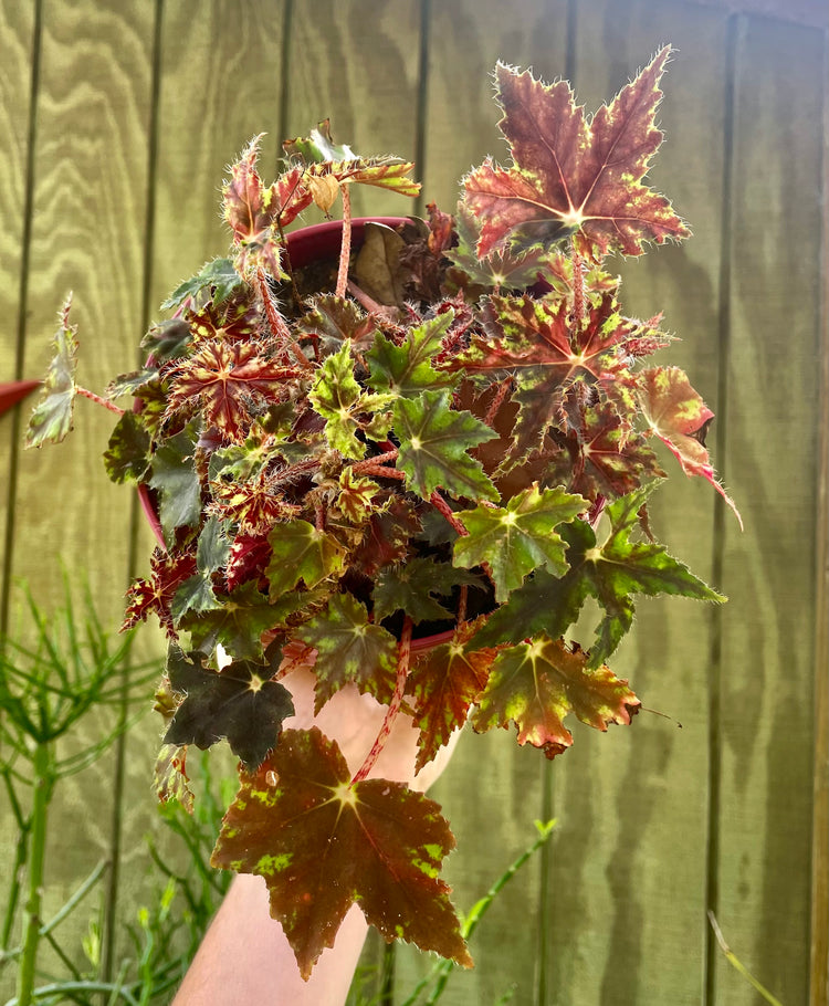 6” Begonia- Houseplant