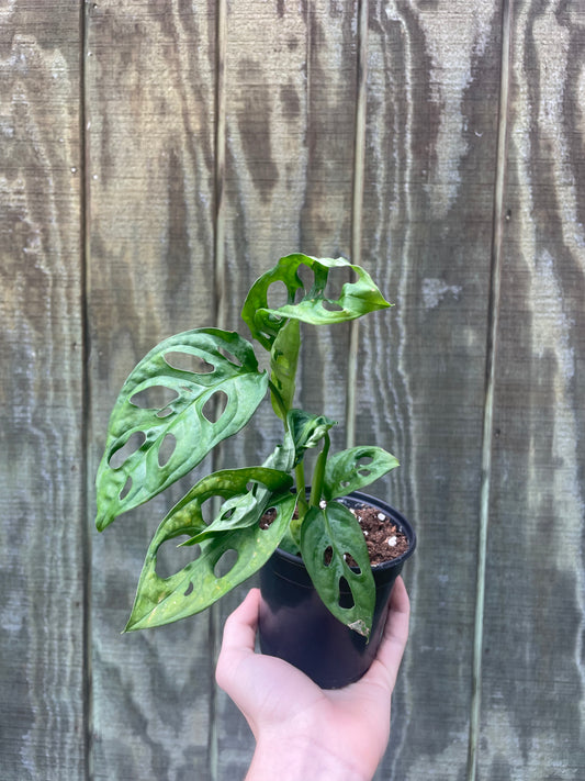 4” Monstera Wide Form
