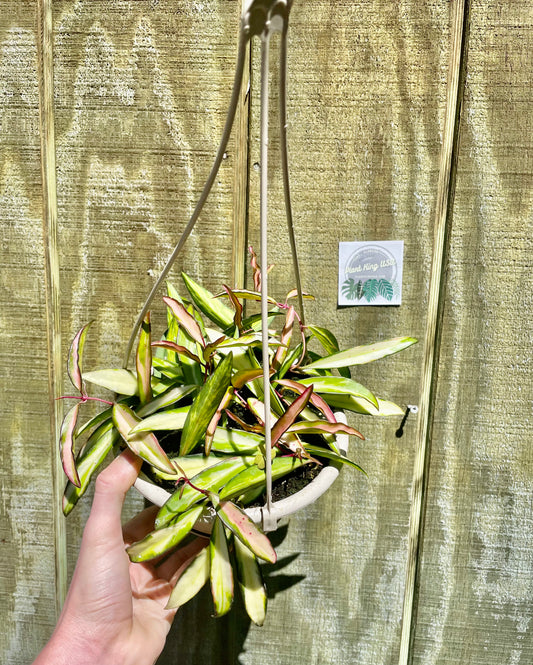 6” Variegated Hoya Wayetti #1