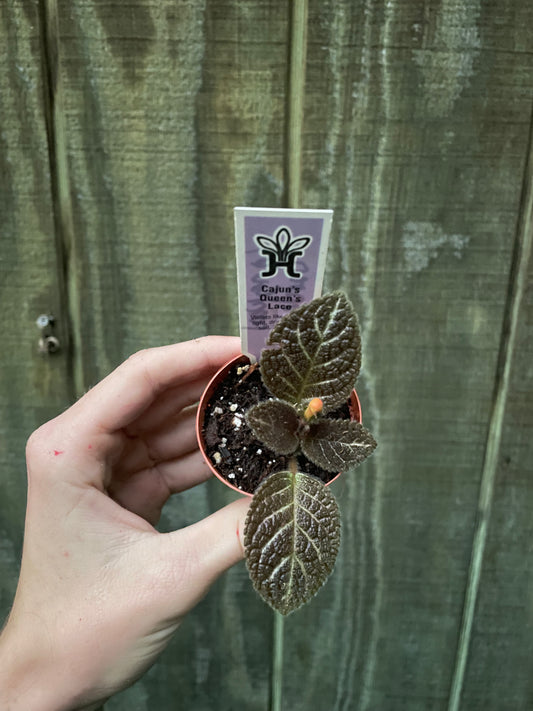 Episcia “Longwood Gardens”