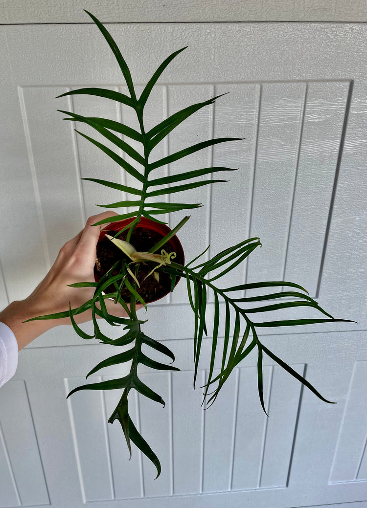 5” Philodendron Tortum ‘A’