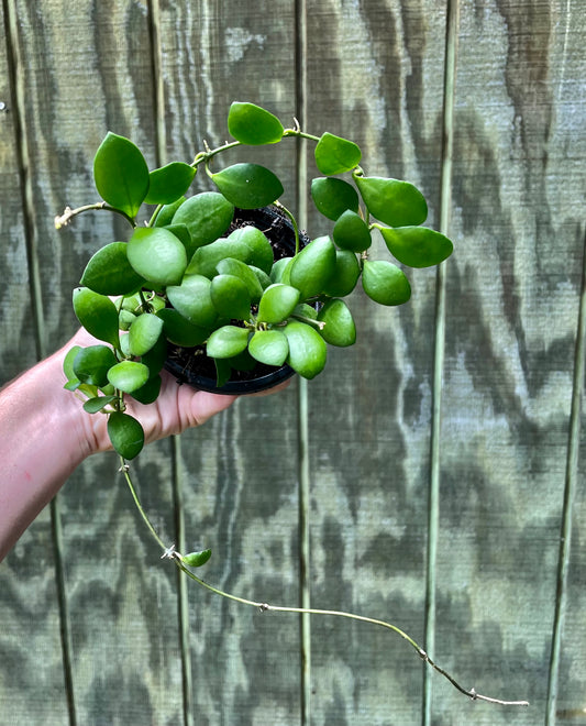 4” & 3” Hoya Heuschkeliana- Houseplant