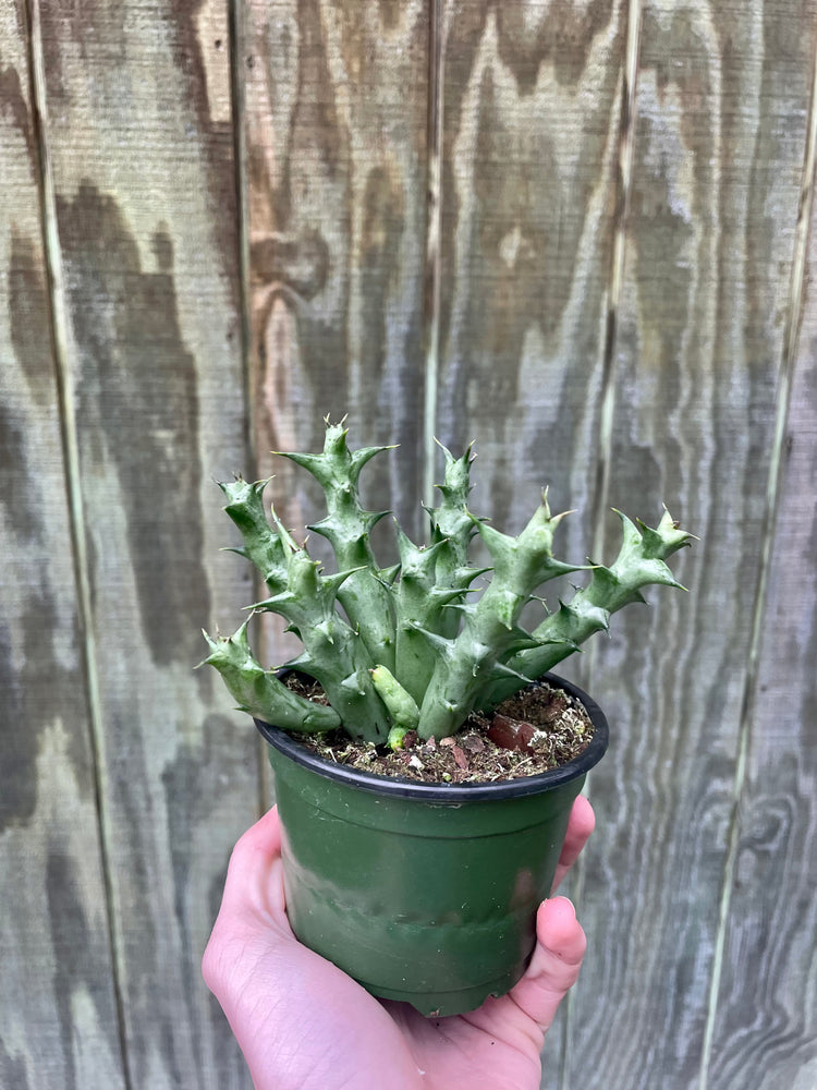 4” Orbea Variegated Cactus