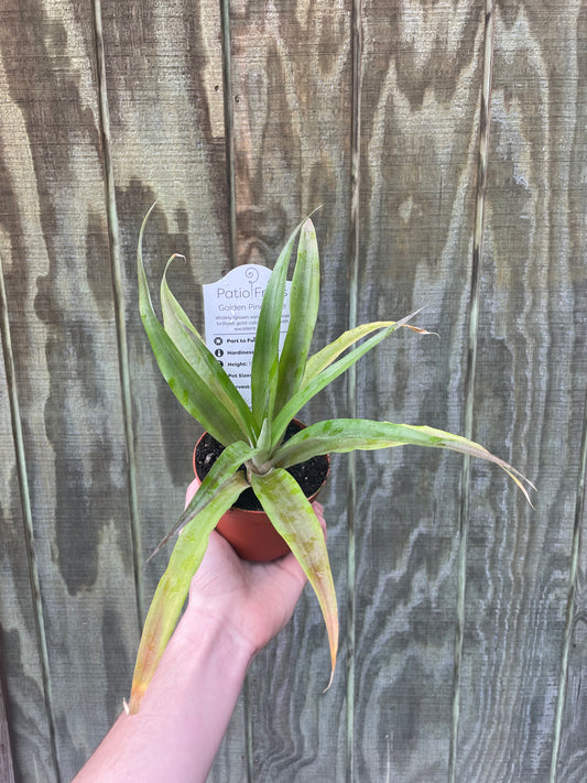 4” Red Sun Pineapple