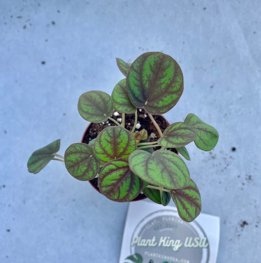 2” Peperomia ‘Peppermill’