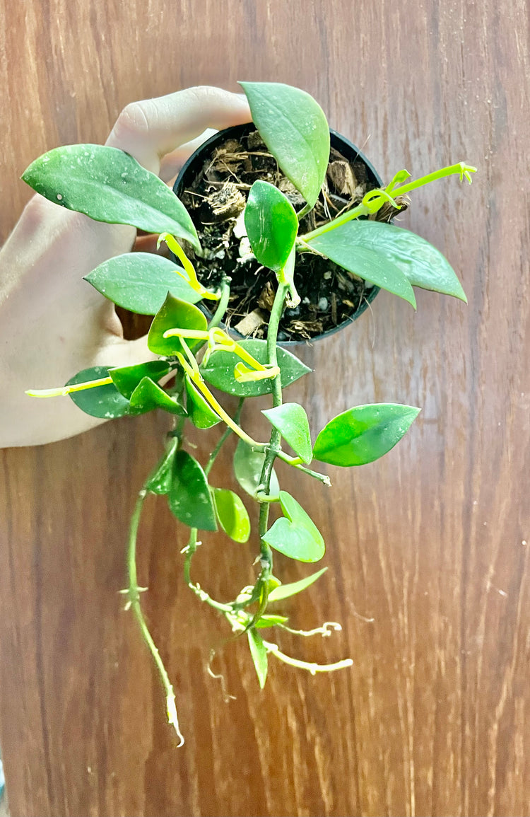 3.5 ” Hoya Spitangensis - Houseplant
