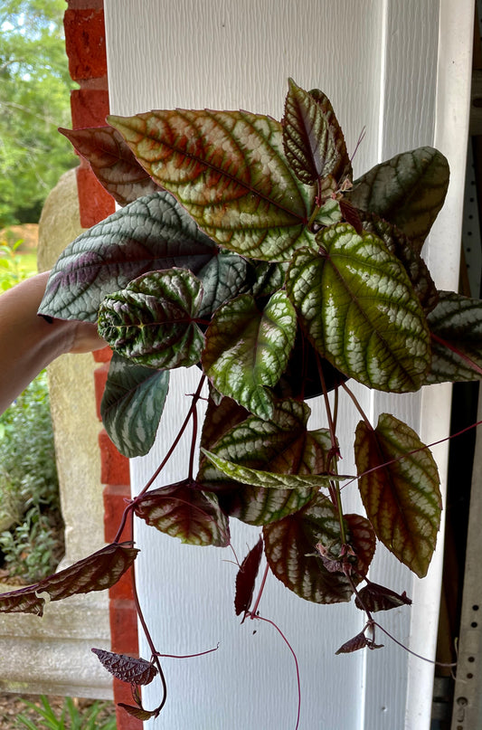 6” Cissus Discolor - Houseplant (read description)