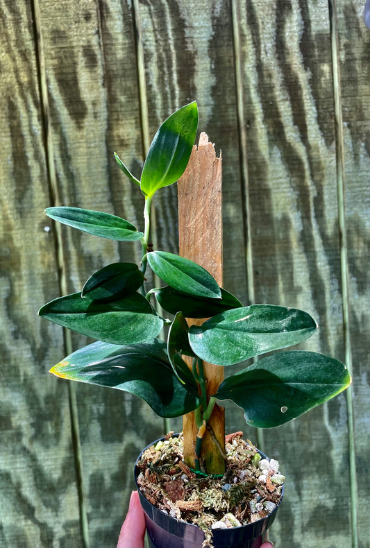 Scindapsus Dark Form ‘A’  (exact) - Houseplant