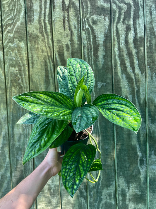 8” Monstera Peru
