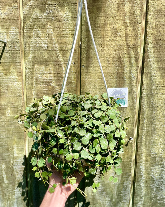 8” HB Hoya Curtisii