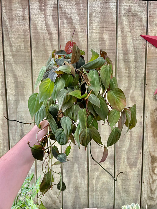 6” Philodendron Mican