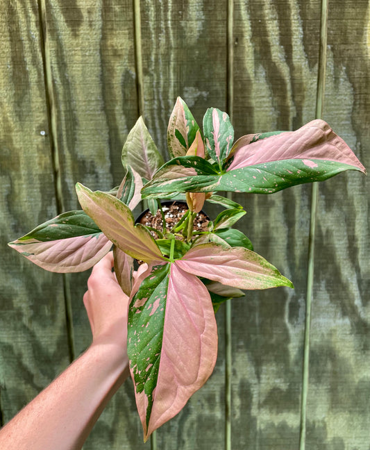4” Syngonium Pink Splash ‘A’ - Houseplant