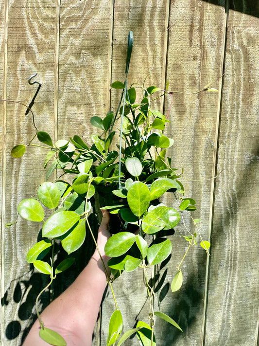 8” HB Hoya Australis