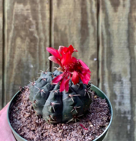 Gymnocalycium 5” - Cactus
