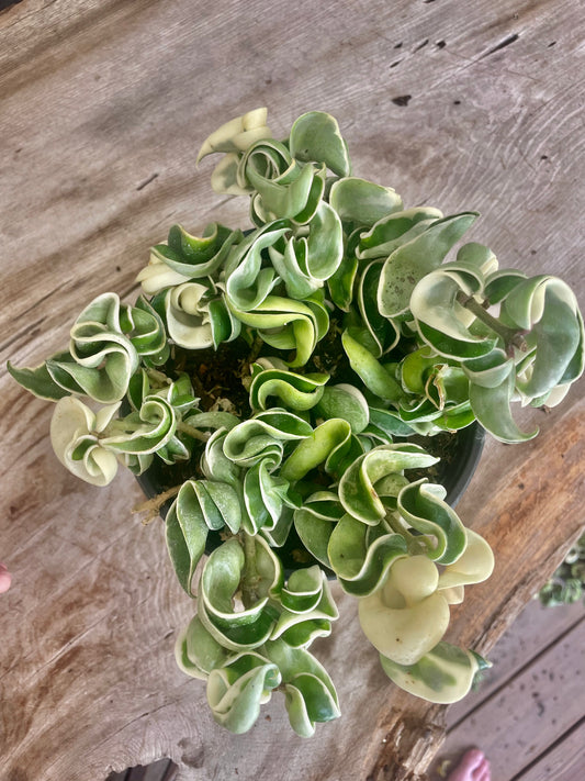 6” Variegated Compacta