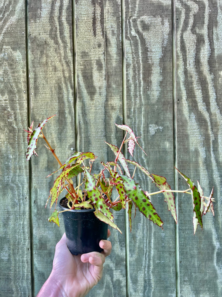4” Begonia Amphioxus