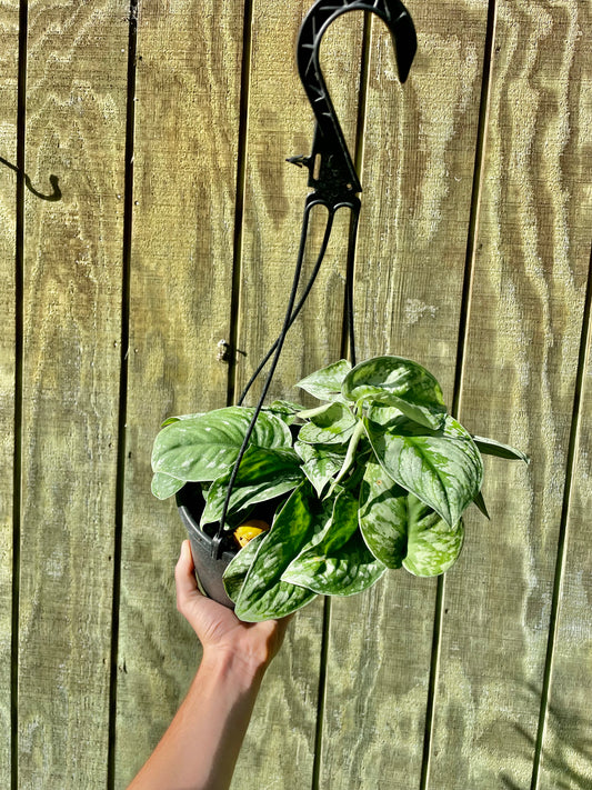 6” HB Exotica