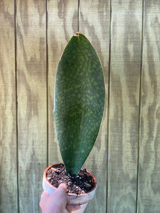 6” Whale Fin Sansevieria