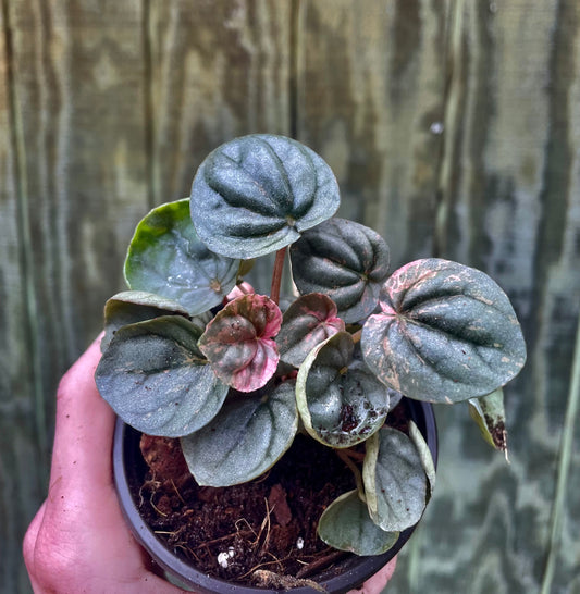 4” Pink Lady Peperomia
