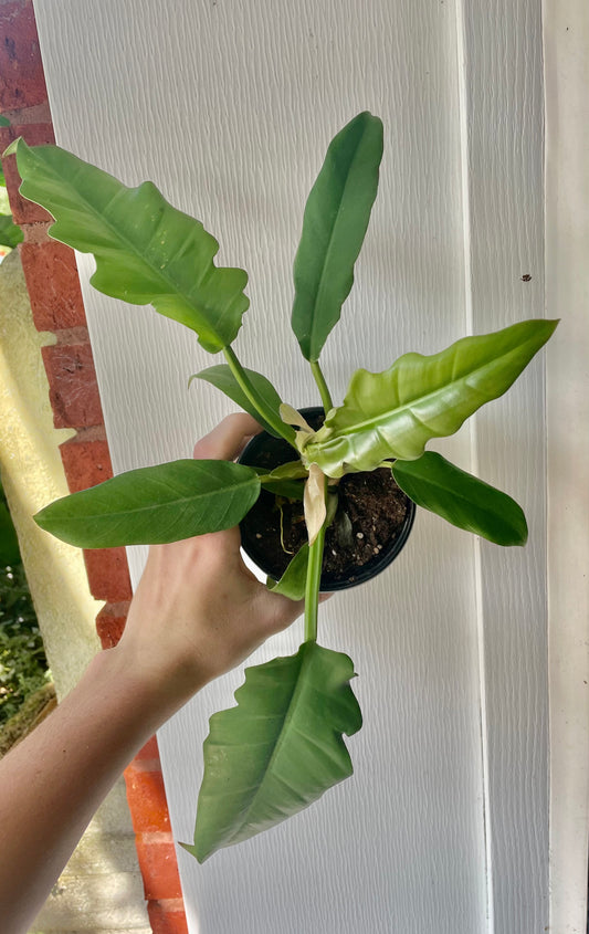 4” Jungle Boogie Philo