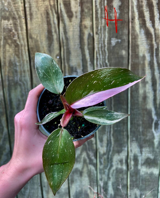 4” Pink Princess ‘H’