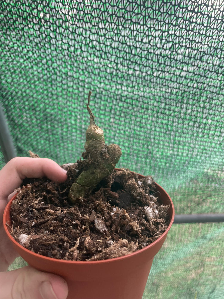 anthurium chonk Anthurium Queen (rooted chonk)