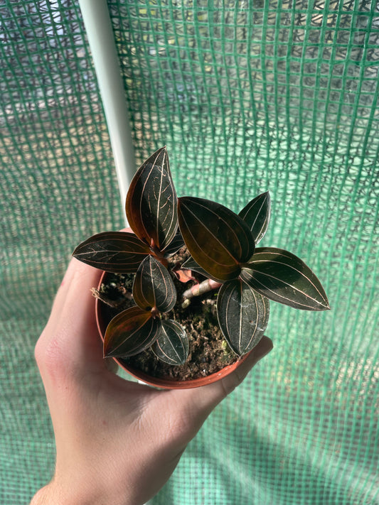 4” Jewel Orchid