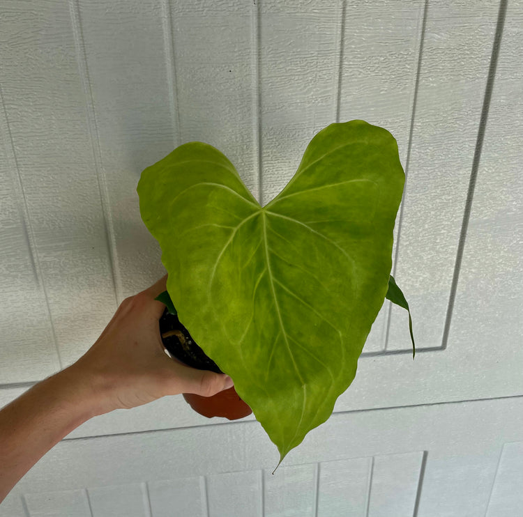 anthurium clarinervium x pterodactyl Anthurium Clarinervium x Pterodactyl ( seed grown)