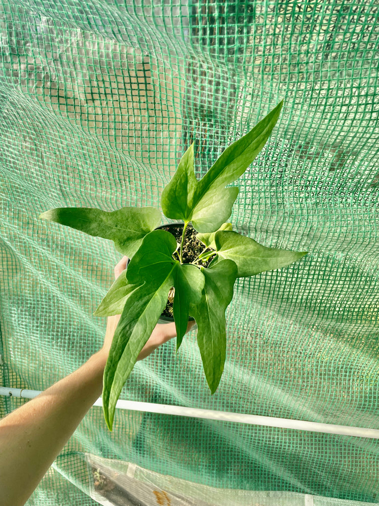 6” Anthurium Podophyllum