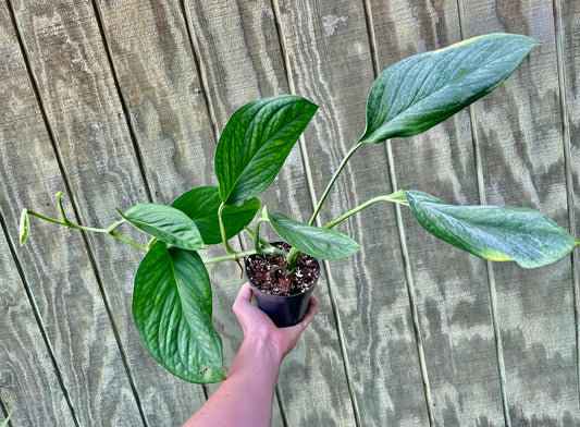 4” Monstera Pinnatpartita ‘A’- Houseplant