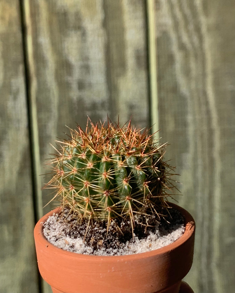 Red- Tipped 2” cacti - cactus