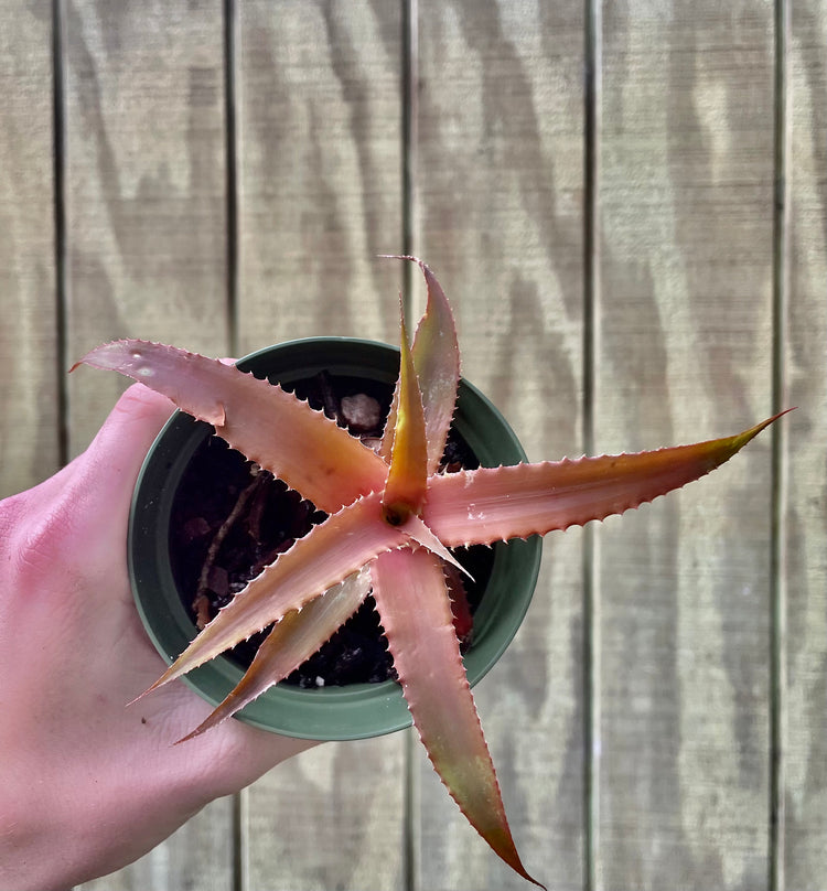 4” Red Octopus Aloe - Succulent