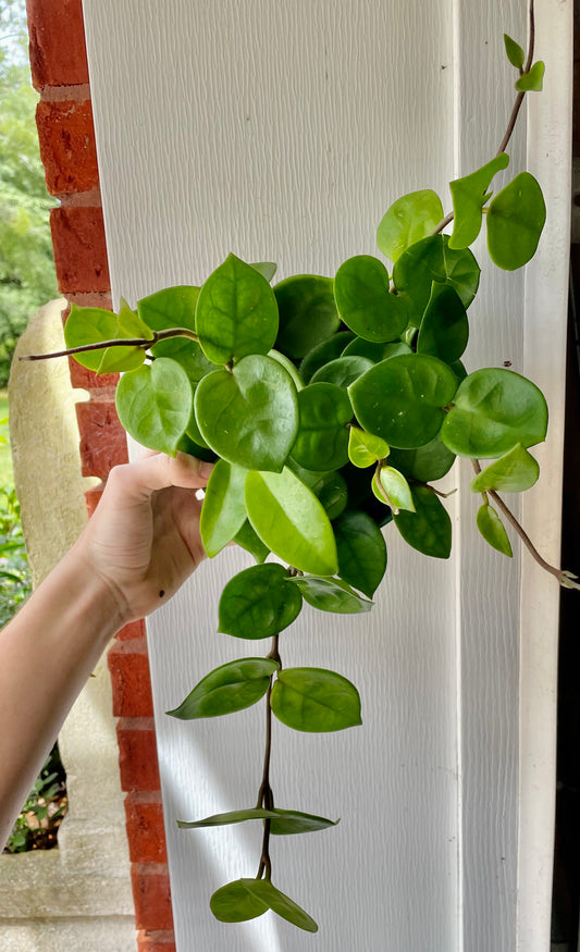 6” (Full) Hoya Chelsea- Houseplant