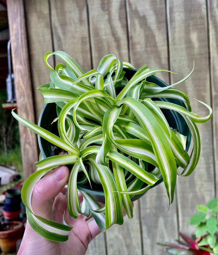 4” Curly Spider Plant - Houseplant