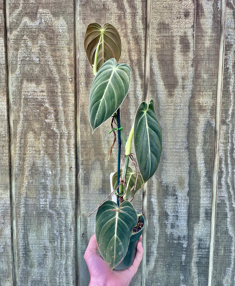 4” Philodendron Melano