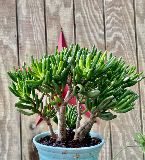 jade plant succulent bonsai 5” Shrecks Jade Bonsai