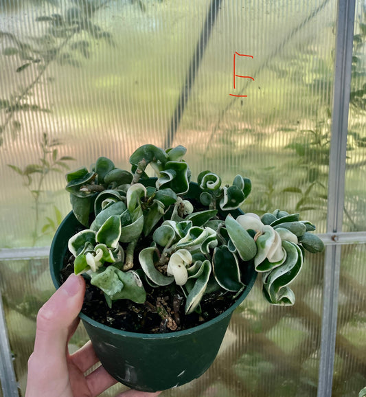6” Variegated Compacta