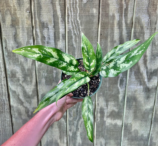 6” Aglaonema Emerald Beauty- Houseplant