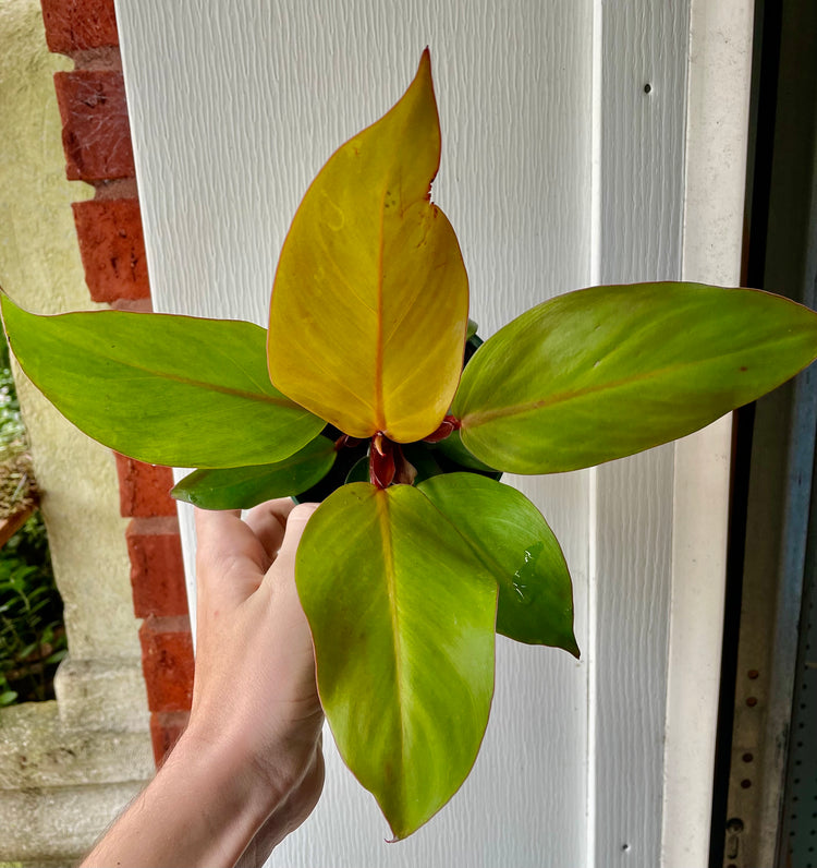 4” Prince Of Orange Philodendron