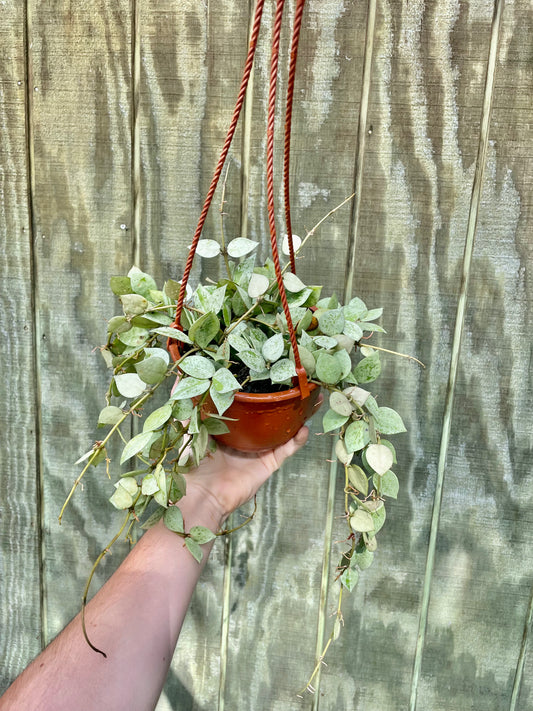 6” Hoya Super Silver