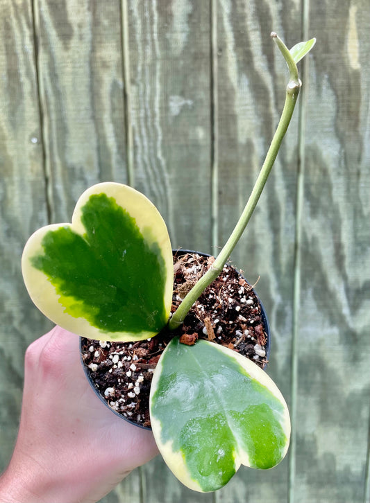 4” - 2 Leaf, Variegated Hoya Kerrii - Succulent/ Houseplant